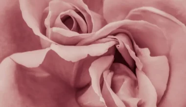 dikenli çiçek türleri