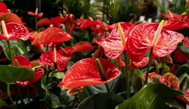 flamingo çiçeği bakımı