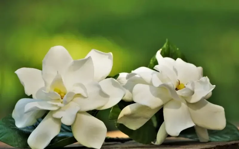 gardenya çiçeği bakımı