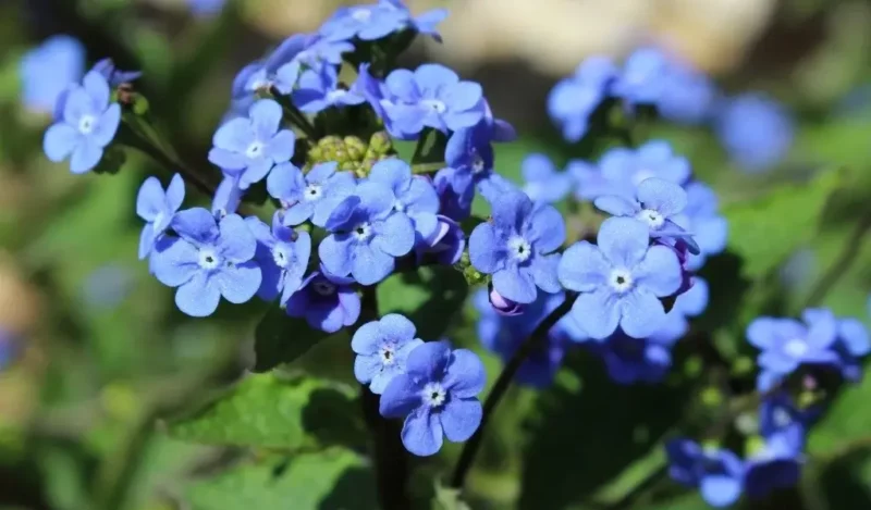 göğçegözü çiçeği