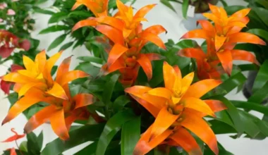 guzmanya çiçeği bakımı