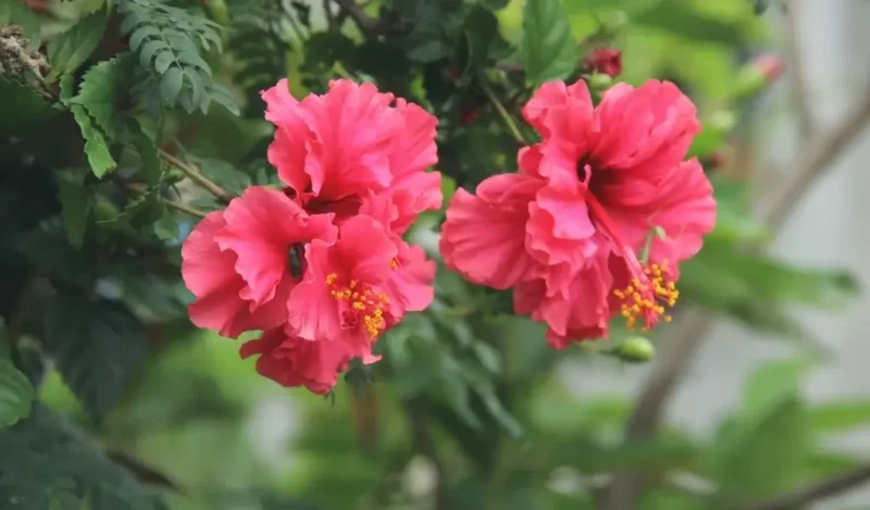 hibiskus çiçeği anlamı