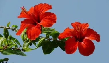 hibiskus çiçeği bakımı