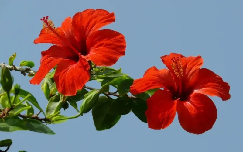 hibiskus çiçeği bakımı