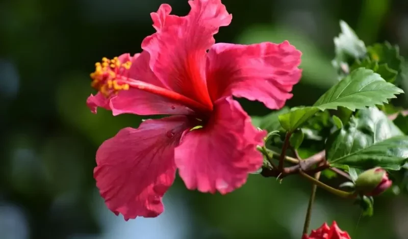 hibiskus çiçeği bakımı nasıl yapılır