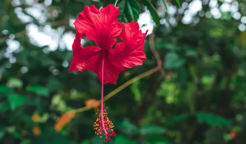 hibiskus çiçeği nasıl çoğaltılır