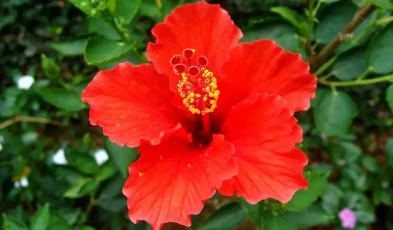 hibiskus çiçeği nedir