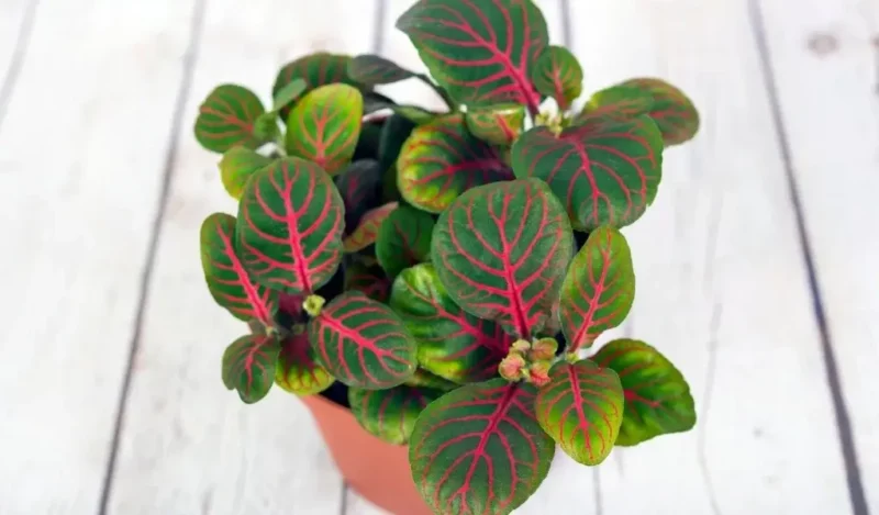 hostes çiçeği anlamı