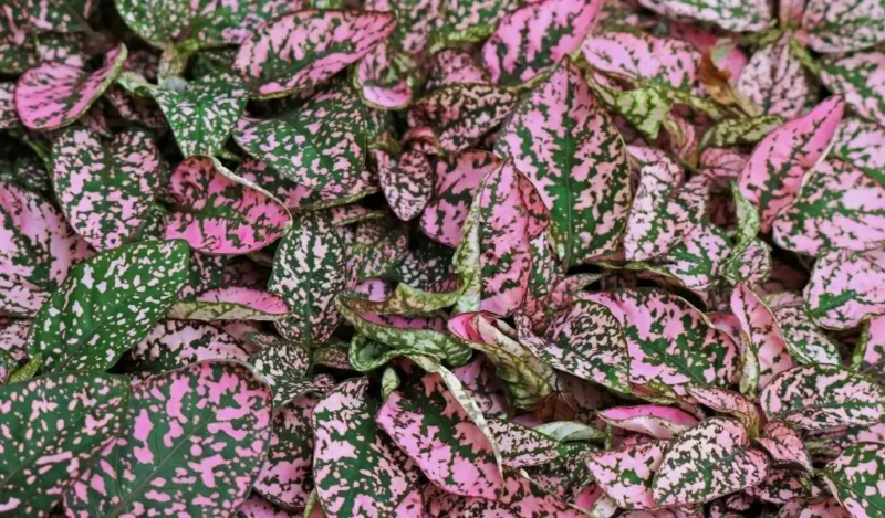 hostes çiçeği bakımı nasıl yapılır