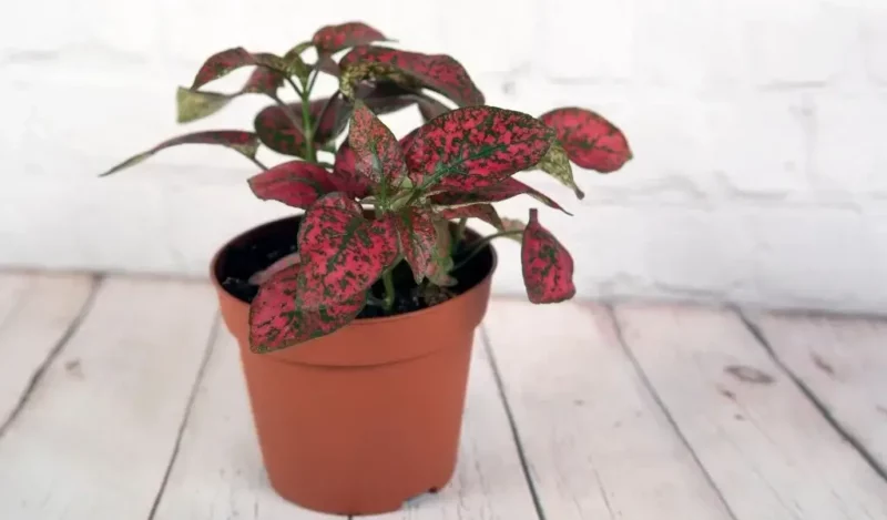 hostes çiçeği nasıl çoğaltılır