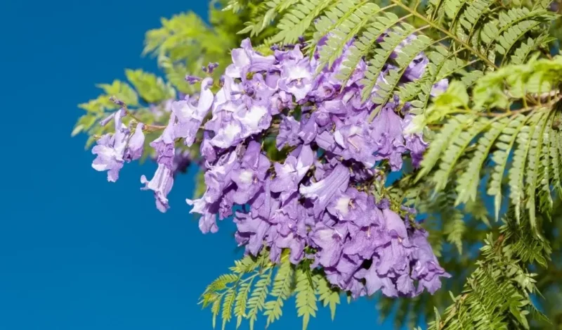 jacaranda