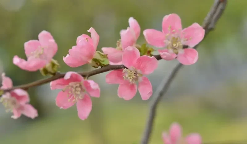japon ayvası