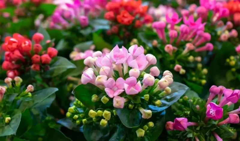 kalanchoe çiçeği anlamı