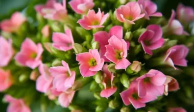 kalanchoe çiçeği bakımı