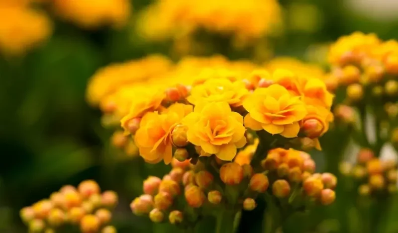 kalanchoe çiçeği bakımı nasıl yapılır