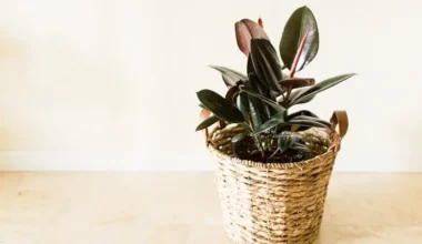 kauçuk çiçeği bakımı