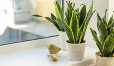 kılıç çiçeği bakımı püf noktaları