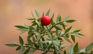 kokina çiçeği nedir