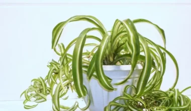 kurdele çiçeği bakımı