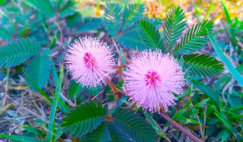 küstüm çiçeği nasıl çoğaltılır