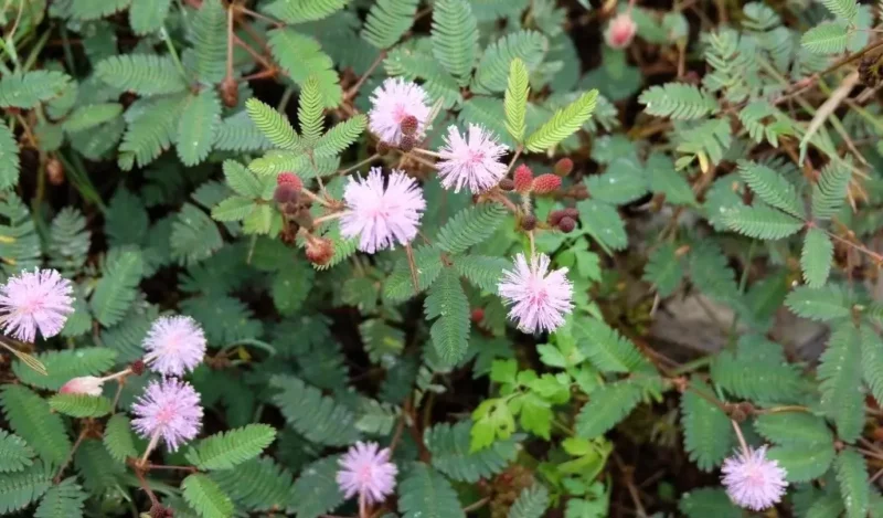 küstüm çiçeği nedir