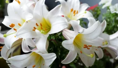 lilyum çiçeği bakımı