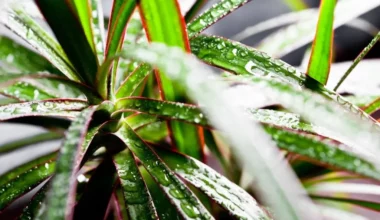 marginata çiçeği bakımı