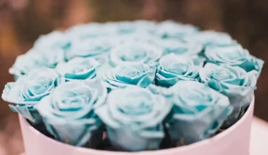 mavi çiçek türleri