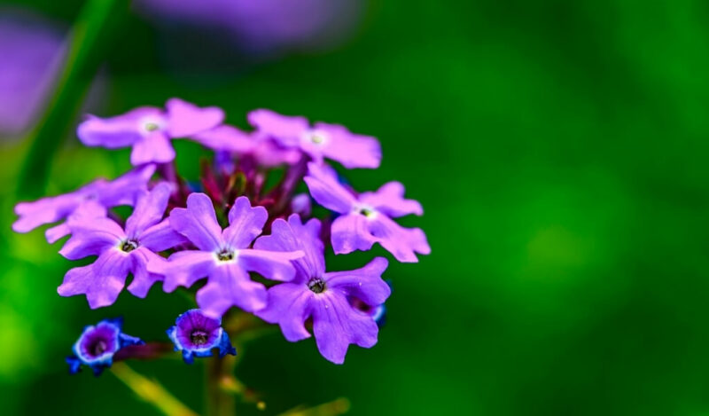 mine çiçeği anlamı