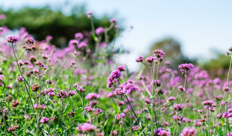 mine çiçeği nasıl çoğaltılır