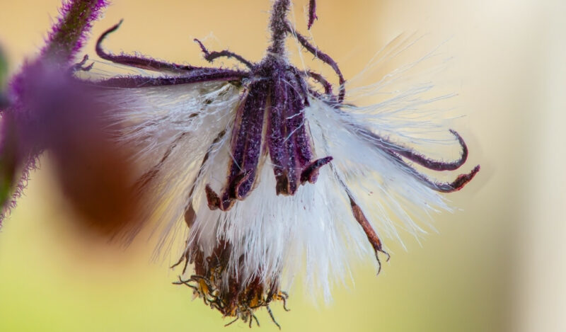 mor kadife çiçeği bakımı