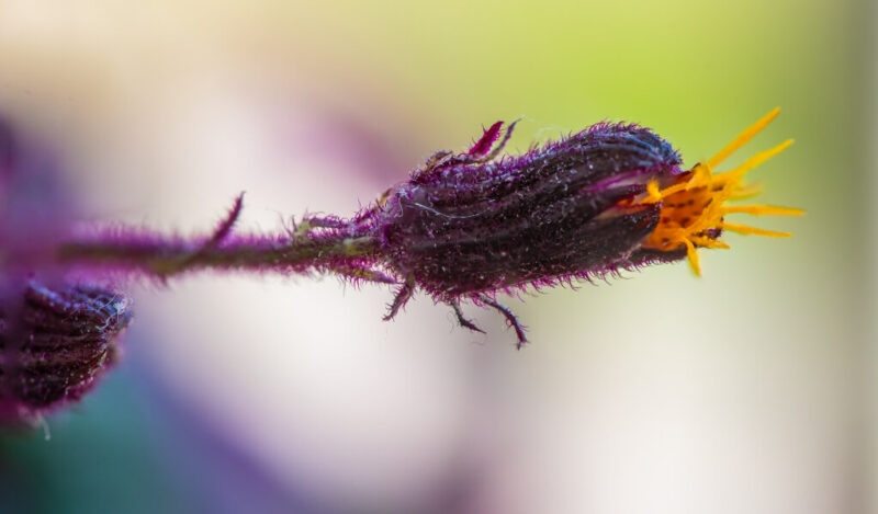 mor kadife çiçeği nasıl çoğaltılır