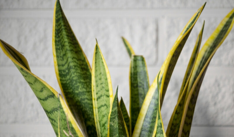 paşa kılıcı çiçeği anlamı