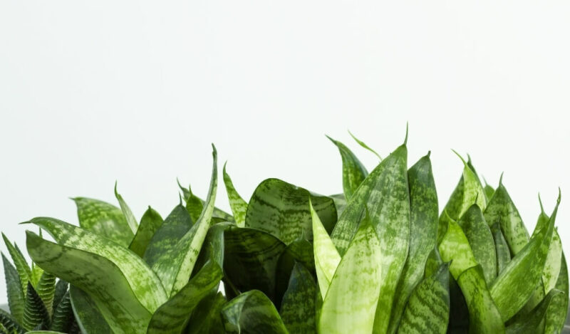 paşa kılıcı çiçeği bakımı nasıl yapılır