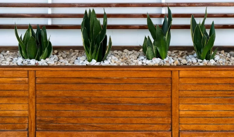 paşa kılıcı çiçeği nasıl çoğaltılır