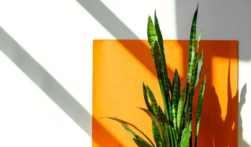 peygamber kılıcı çiçeği anlamı