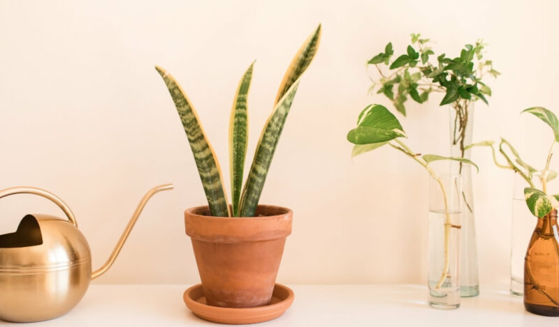 peygamber kılıcı çiçeği bakımı nasıl yapılır