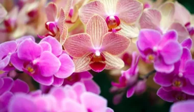 phalaenopsis orkide bakımı