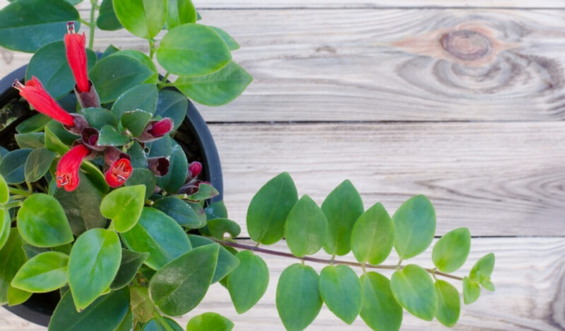 ruj çiçeği anlamı