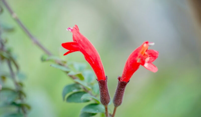 ruj çiçeği bakımı nasıl yapılır