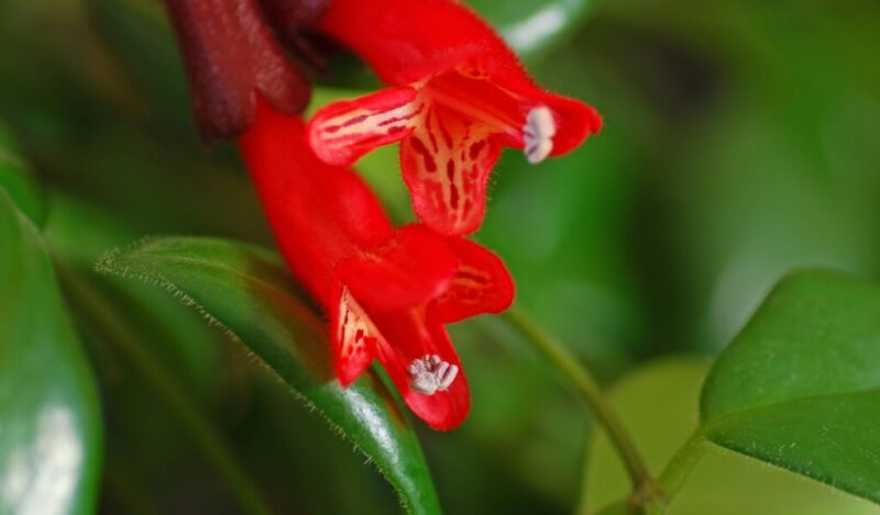ruj çiçeği nasıl çoğaltılır
