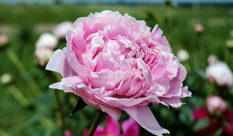 şakayık çiçeği bakımı nasıl yapılır