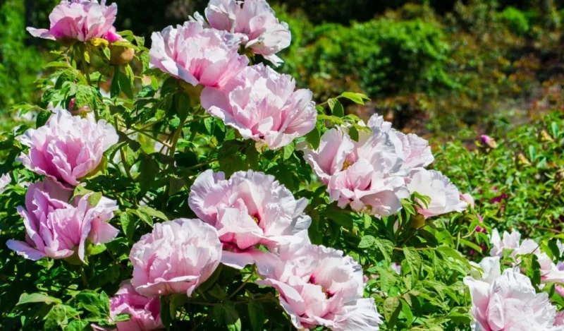 şakayık çiçeği nasıl çoğaltılır