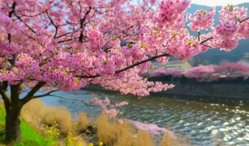 sakura kiraz çiçeği