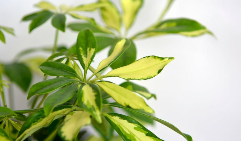 şeflera çiçeği anlamı