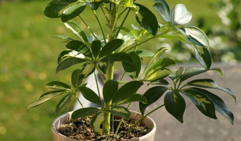 şeflera çiçeği bakımı nasıl yapılır