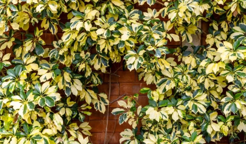 şeflera çiçeği nasıl çoğaltılır