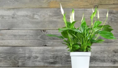 spatifilyum çiçeği bakımı