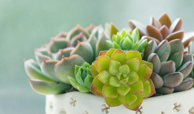 sukulent çiçeği anlamı