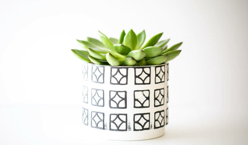 sukulent çiçeği bakımı nasıl yapılır